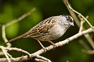 Zonotrichia atricapilla -British Columbia, Canada-8.jpg