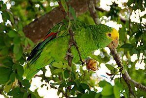 Amazona oratrix -eating in tree-8