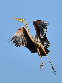 Ardea purpurea manilensis