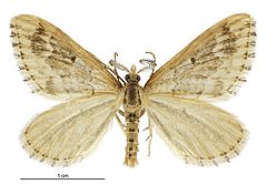 Asaphodes albalineata male.jpg