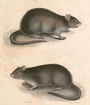 Bandicota bengalensis Hardwicke.jpg