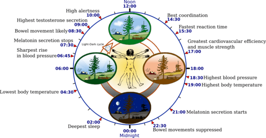 Biological clock human