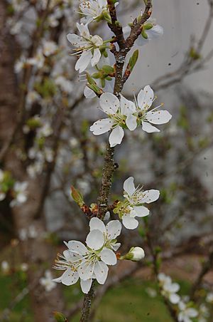 Biyokî d' tchén fleurs