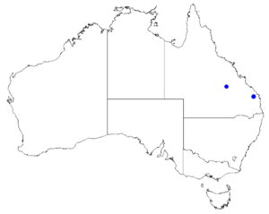 Boronia foetida DistMap46.png