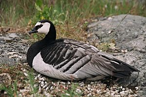 Branta leucopsis