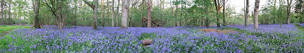 Bucknell Wood - Bluebells