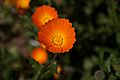 Calendula suffruticosa 0037