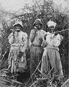 Cane cutters in Jamaica