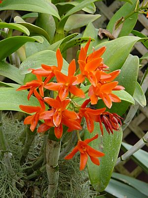 Cattleya aurantiaca 2.JPG