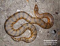 Cerberus rynchops sundarban