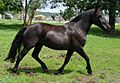 Cheval canadien au trot 3351