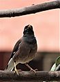 Common myna in Chandigarh