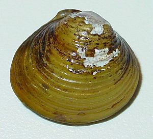 Corbicula fluminea.jpg