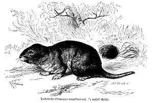 Ctenomys magellanicus (Brehms).jpg