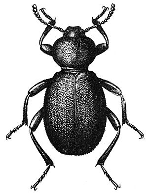 Eleodes pimelioides adult dorsal.jpg