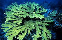 Elkhorn coral.jpg