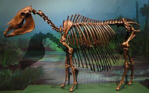 Equus conversidens skeleton 4.jpg