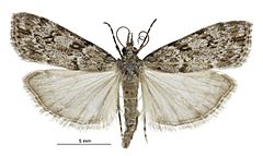 Eudonia cymatias male.jpg