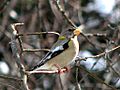 Evening Grosbeak 3