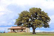 Fort Martin Scott - tree & building