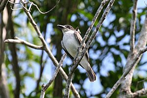 Giant Kingbird 2495229727