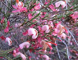 Grevillea involucrata