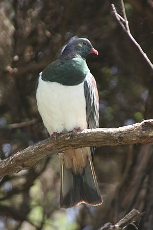 Hemiphaga novaeseelandiae -Kapiti Island-8.jpg