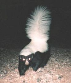 Hognosed skunk