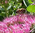 Honey bee on sedum