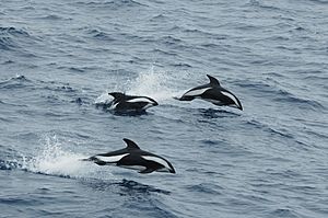 Hourglas dolphin