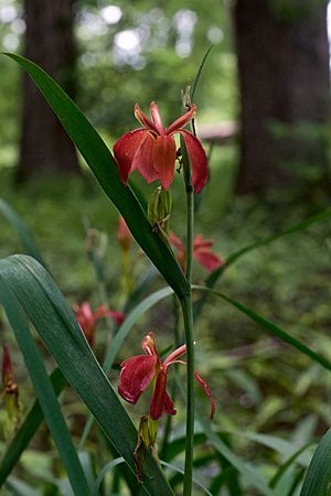 Iris fulva Arkansas.jpg