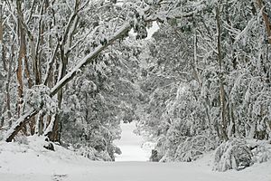 Kanangra winter wonderland