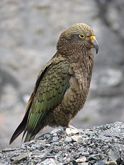 Kea.jpg