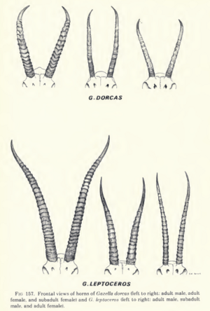 Leptocerosvsdorcas