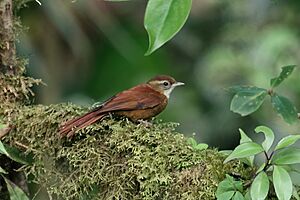 Margarornis rubiginosus Monteverde.jpg