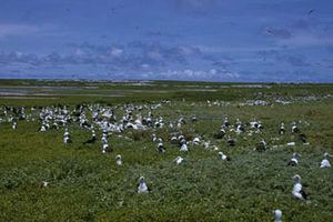 McKean BirdColony AKK