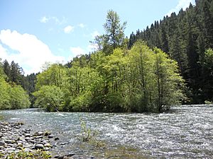 McKenzie River island.JPG