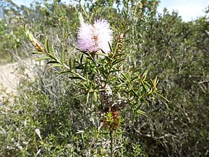 Melaleuca striata (leaves, flowers, fruits).JPG