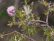 Melaleuca tinkeri (fruits)