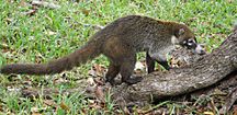 MexicanCoati2