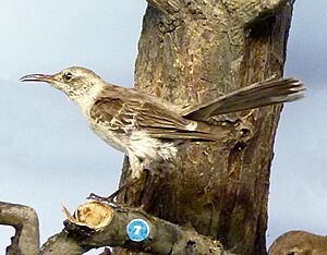 Mimus graysoni (Museum de Genève).jpg