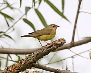 Oporornis agilis Youghiogheny River MD.jpg