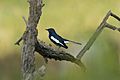 Oriental magpie-robin in Bharatpur National Park