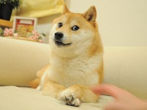 Original Doge meme