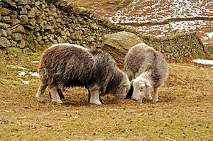 Pair of Herdwicks grazing