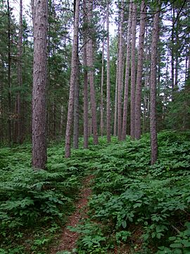 Petroglyphs Forest