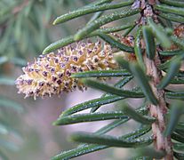 Picea glauca 2