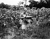 Picking tobacco leaves in Manjimup