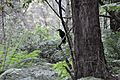 PiedCurrawong GreatOtwayNationalPark