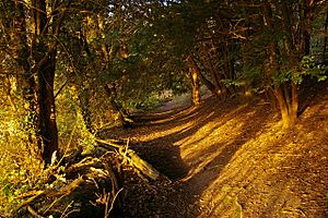 Pilgrims Way - geograph.org.uk - 621078